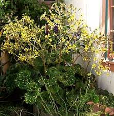 Attēlu rezultāti vaicājumam “Euura acutifoliae”