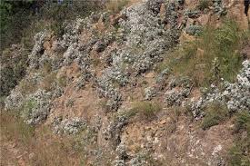 Image result for Helichrysum lindleyii