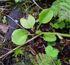 Attēlu rezultāti vaicājumam “Pyrola minor”