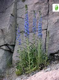 Attēlu rezultāti vaicājumam “Echium vulgare flower”
