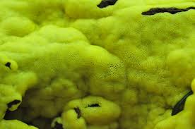 Attēlu rezultāti vaicājumam “Ceratiomyxa fruticulosa sessile”