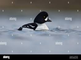 Attēlu rezultāti vaicājumam “Lophozia laxa”