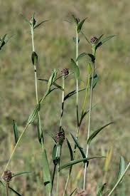 Attēlu rezultāti vaicājumam “Centaurea jacea leaf”