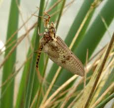 Attēlu rezultāti vaicājumam “Ephemera vulgata”