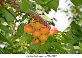 Attēlu rezultāti vaicājumam “Prunus armeniaca leaf”