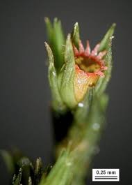 Attēlu rezultāti vaicājumam “Schistidium apocarpum stalked”