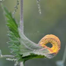 Attēlu rezultāti vaicājumam “Puccinia urticata”