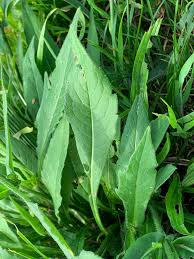 Image result for Knautia arvensis
