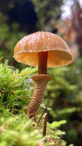 Attēlu rezultāti vaicājumam “Colloderma oculatum macro”