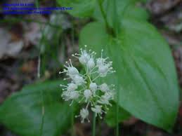Attēlu rezultāti vaicājumam “Maianthemum bifolium leaf”