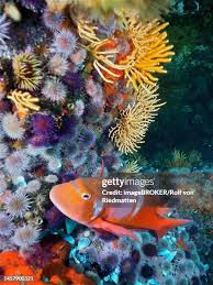 Image result for Chrysoblephus laticeps