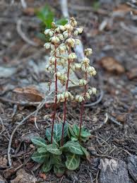 Attēlu rezultāti vaicājumam “Pyrolaceae”
