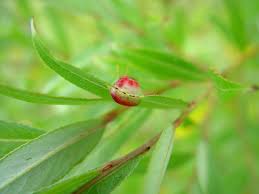 Attēlu rezultāti vaicājumam “Pontania proxima”