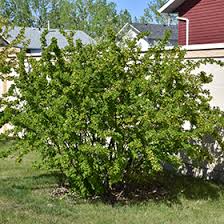 Attēlu rezultāti vaicājumam “Caragana arborescens”