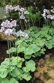 Attēlu rezultāti vaicājumam “Utricularia minor leaf”