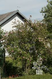 Attēlu rezultāti vaicājumam “Rosa majalis”