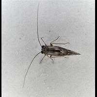 Attēlu rezultāti vaicājumam “Metylophorus nebulosus”