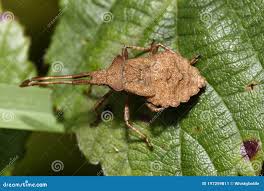Attēlu rezultāti vaicājumam “Coreus marginatus nymph”