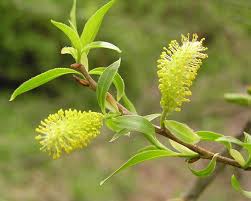 Attēlu rezultāti vaicājumam “Salix fragilis”