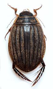 Attēlu rezultāti vaicājumam “Acilius sulcatus female”