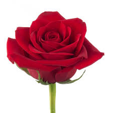 Image result for Red Rose Cc