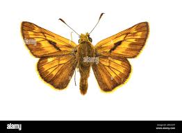 Attēlu rezultāti vaicājumam “Ochlodes sylvanus male”