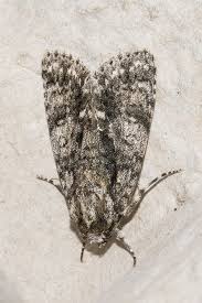 Attēlu rezultāti vaicājumam “Acronicta rumicis imago”