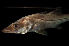 Image result for Centropomus undecimalis