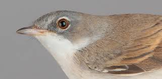 Attēlu rezultāti vaicājumam “Sylvia communis”