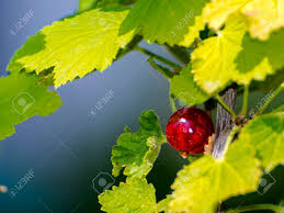 Attēlu rezultāti vaicājumam “Ribes rubrum fruit”