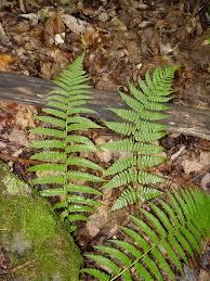 Attēlu rezultāti vaicājumam “Dryopteris filix-mas”