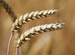 Image result for Weizen