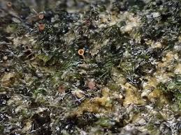 Attēlu rezultāti vaicājumam “Seligeria donniana”