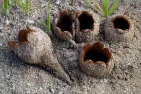 Attēlu rezultāti vaicājumam “Peziza ammophila”