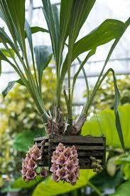 Attēlu rezultāti vaicājumam “Lycogala convexum”