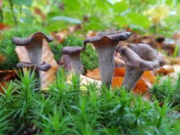 Attēlu rezultāti vaicājumam “Cratarellus cornucopioides”