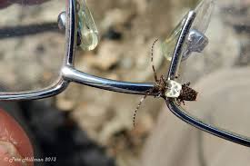 Attēlu rezultāti vaicājumam “Pogonocherus hispidulus”