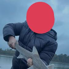 Image result for Mustelus palumbes