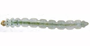 Attēlu rezultāti vaicājumam “Lyonetia clerkella”