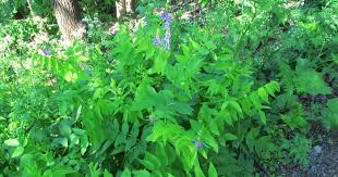 Attēlu rezultāti vaicājumam “Galega orientalis”