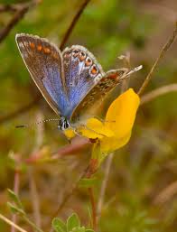 Attēlu rezultāti vaicājumam “Polyommatus icarus female”
