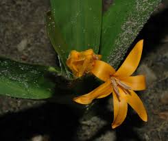 Attēlu rezultāti vaicājumam “Colchicaceae”