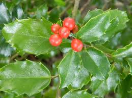 Attēlu rezultāti vaicājumam “Ilex x meserveae”