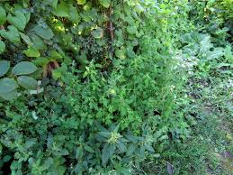 Attēlu rezultāti vaicājumam “Chenopodium acerifolium”