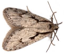 Attēlu rezultāti vaicājumam “Semioscopis avellanella”