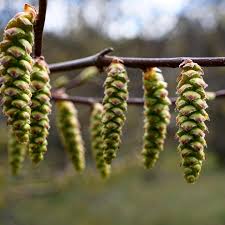 Attēlu rezultāti vaicājumam “Carpinus caroliniana female flower”