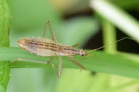 Attēlu rezultāti vaicājumam “Nabis limbatus”