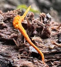 Attēlu rezultāti vaicājumam “Comatricha sp.”