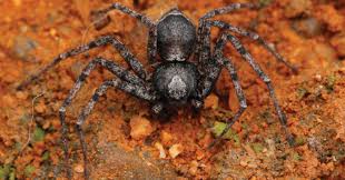 Attēlu rezultāti vaicājumam “Philodromidae”