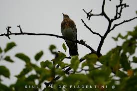 Attēlu rezultāti vaicājumam “Turdus pilaris”